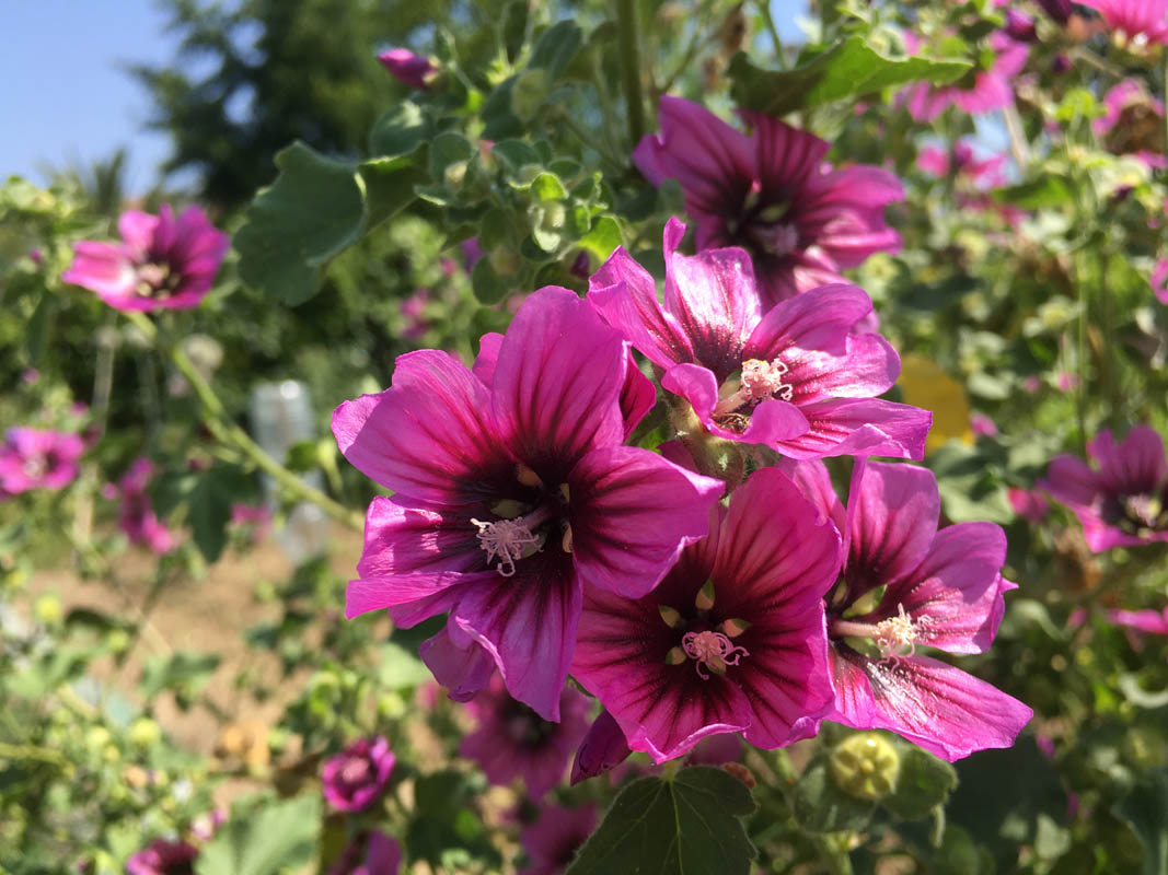 Malva arborea photo